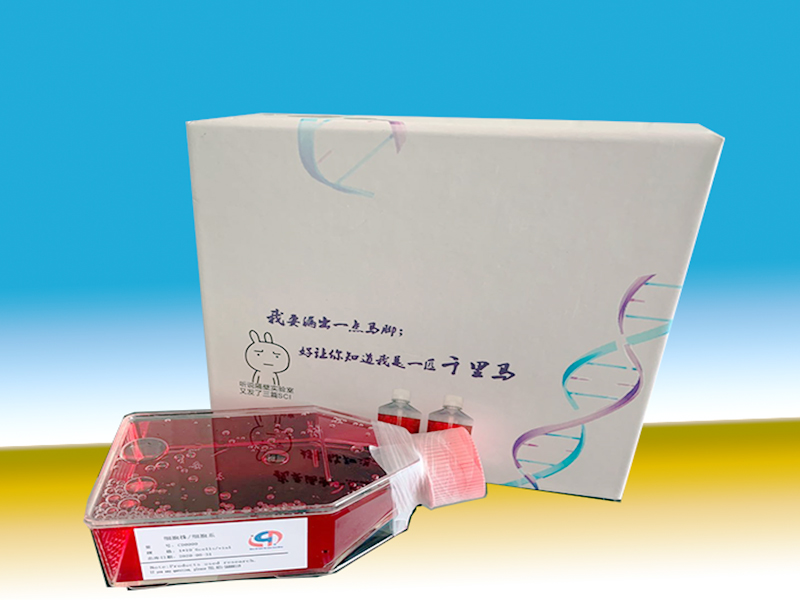 GCIY人胃癌細(xì)胞