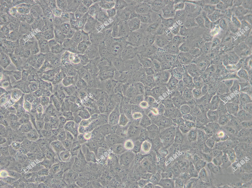 T24人膀胱癌細(xì)胞