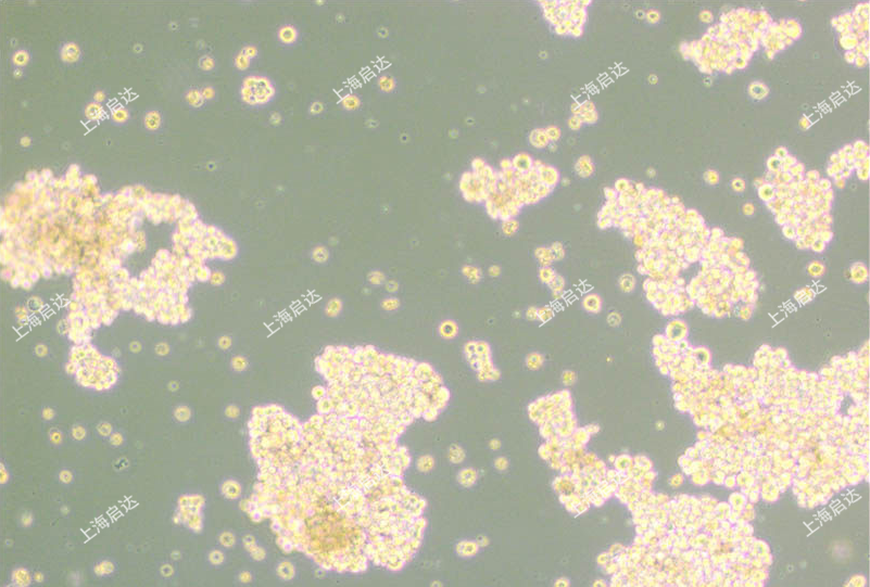 NCI-H716人結(jié)直腸腺癌細胞