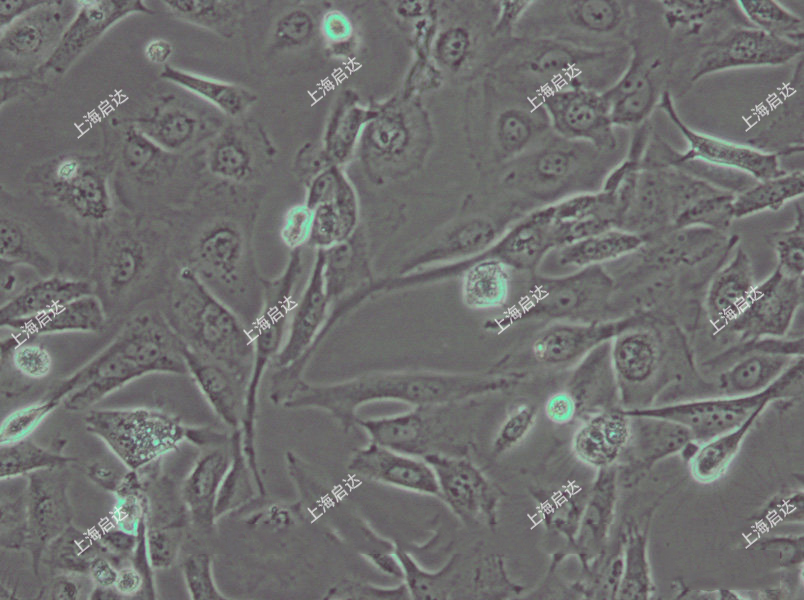 J82人膀胱癌細(xì)胞