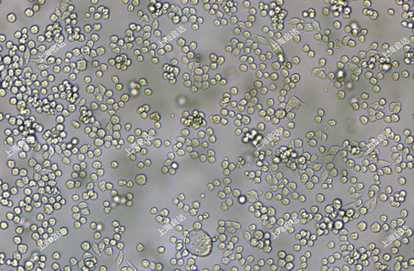 L6565小鼠白血病克隆細(xì)胞系