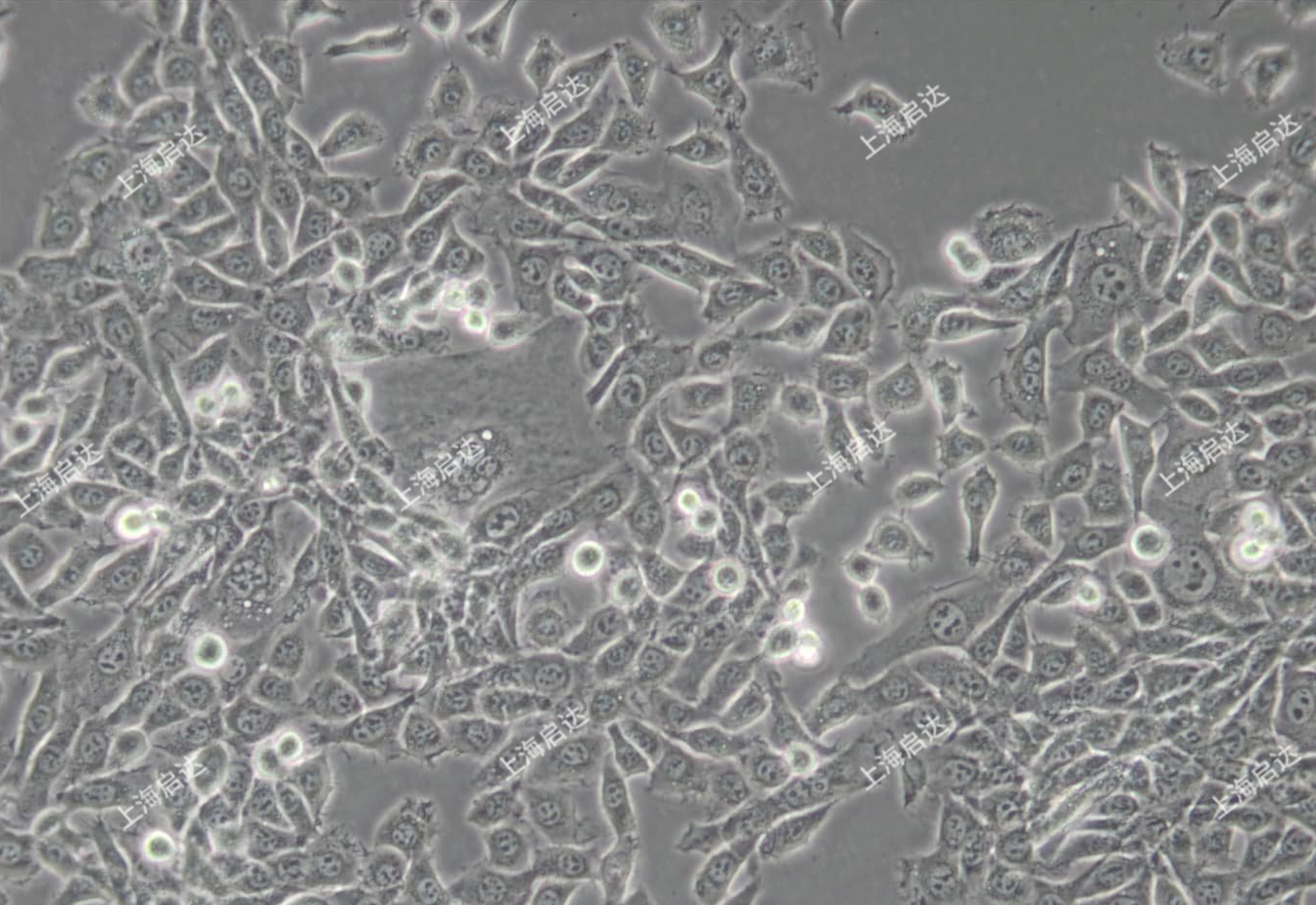 MDA-MB-415人乳腺腺癌細(xì)胞