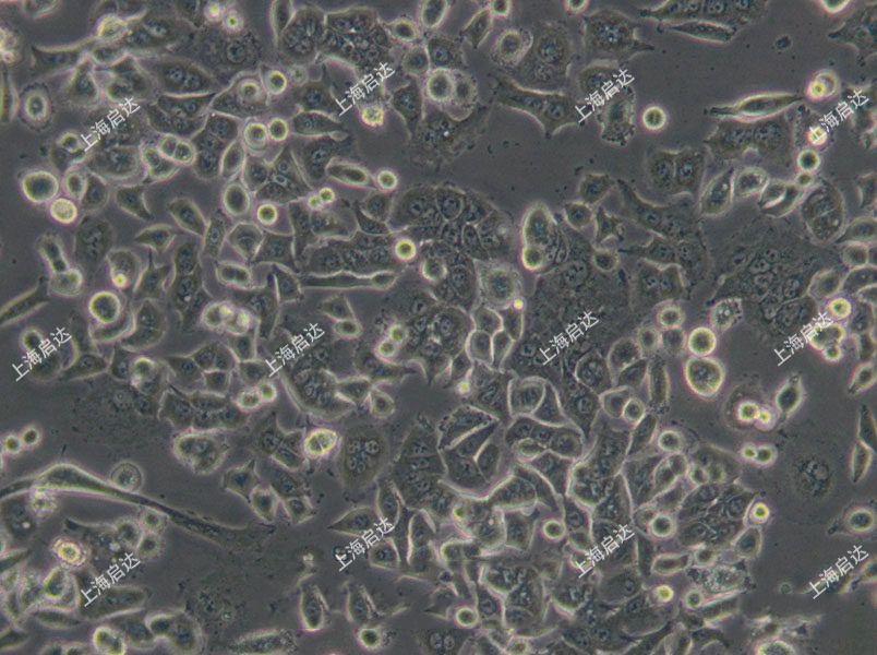AsPC-1人胰腺癌細(xì)胞