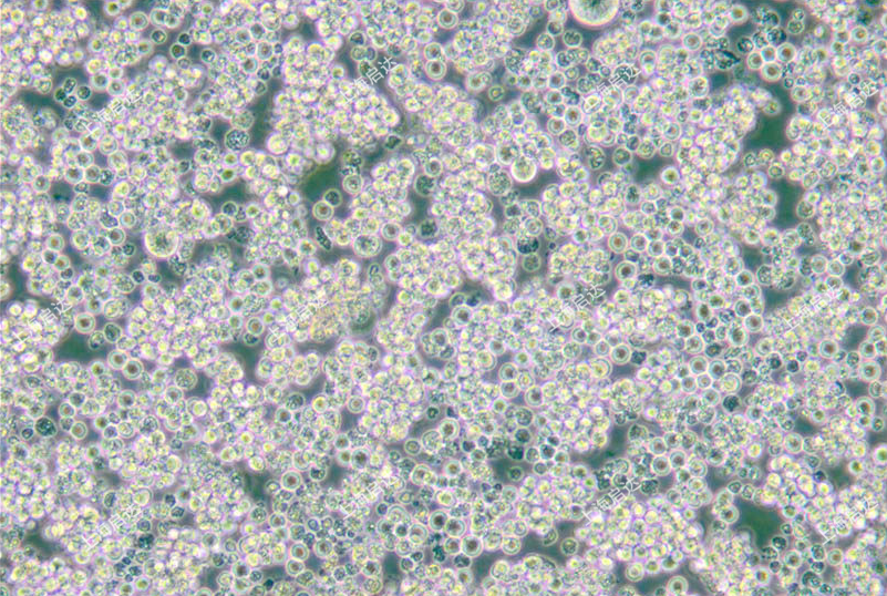P388D1小鼠淋巴樣瘤細(xì)胞