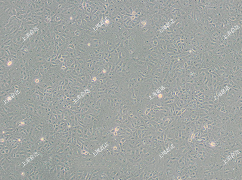 VERO C1008 (E6)非洲綠猴腎細(xì)胞