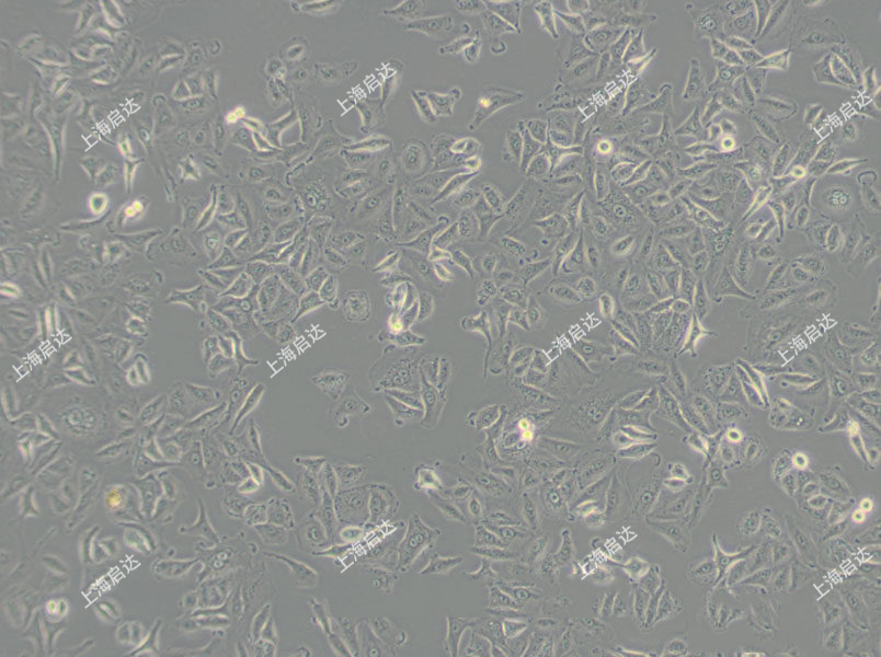 A549人肺癌細(xì)胞