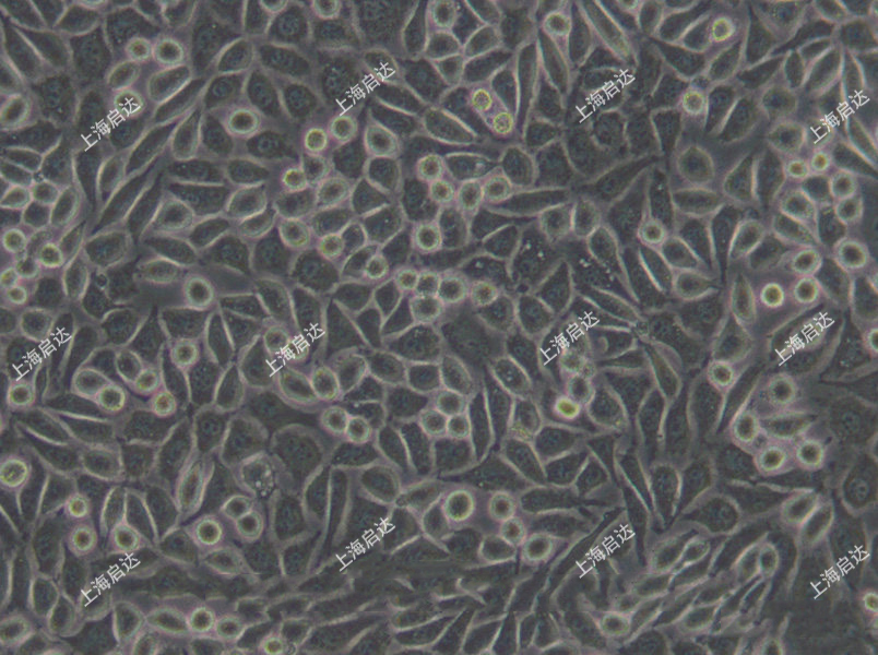 NCTC clone 929 [L cell, L-929, derivative of Strain L]小鼠胚胎成纖維細(xì)胞
