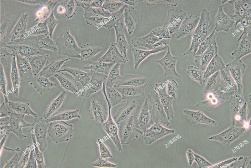 A2058人皮膚癌細(xì)胞