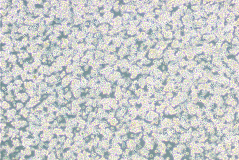 P388D1小鼠淋巴樣瘤細(xì)胞