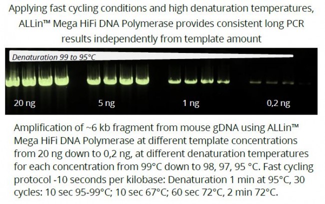 ALLin?超高保真DNA 聚合酶