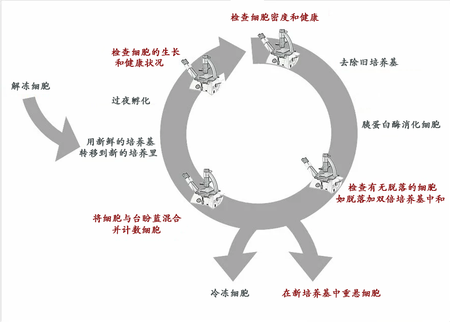 細(xì)胞的必須檢查，您有做過(guò)嗎？