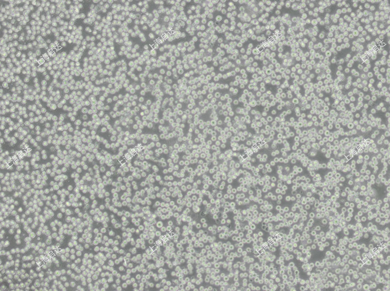 protocol：THP-1細(xì)胞怎么分化M1和M2