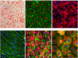 細(xì)胞株和定制細(xì)胞